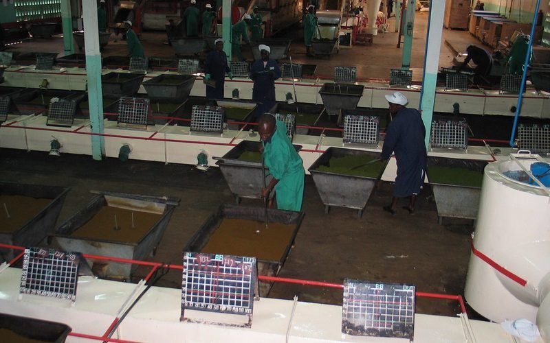 Agro-transformation : Usine de thé de Kiegoi (Kenya)
