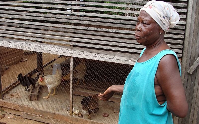 Aviculture : Ghana