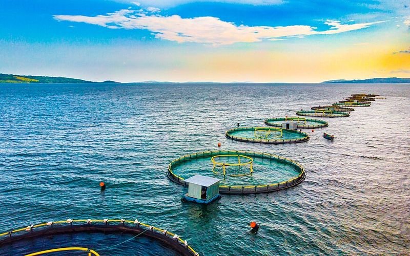 Pisciculture : Ouganda