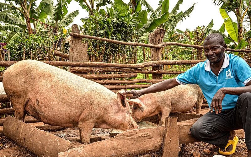 Porciculture : Ouganda