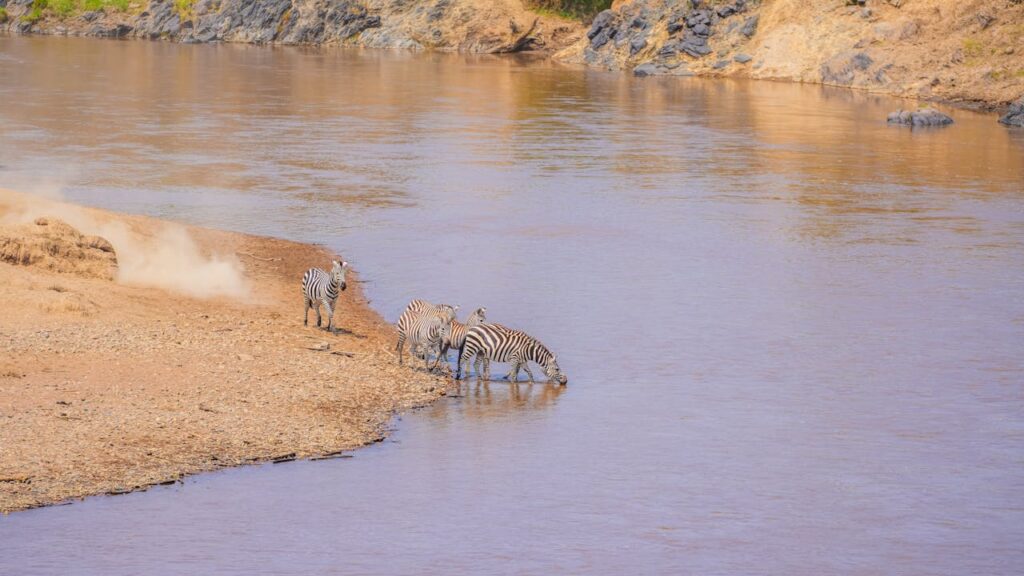 pexels photo 33650755 A group of zebras drinking at a riverbank in Kenya's wilderness, showcasing natural beauty.