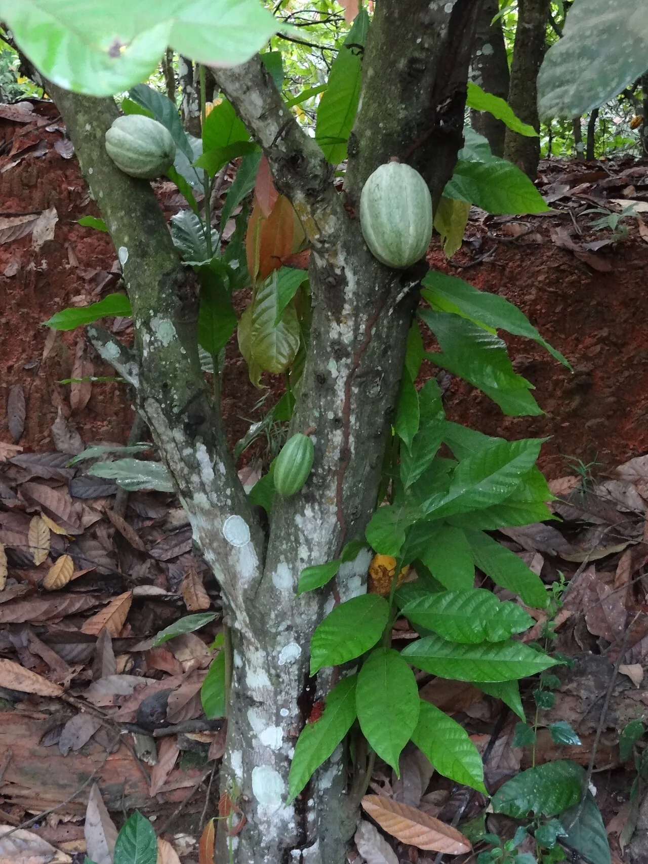 Cacao ivoirien : pourquoi la crise de 2026 relance le débat sur la transformation locale