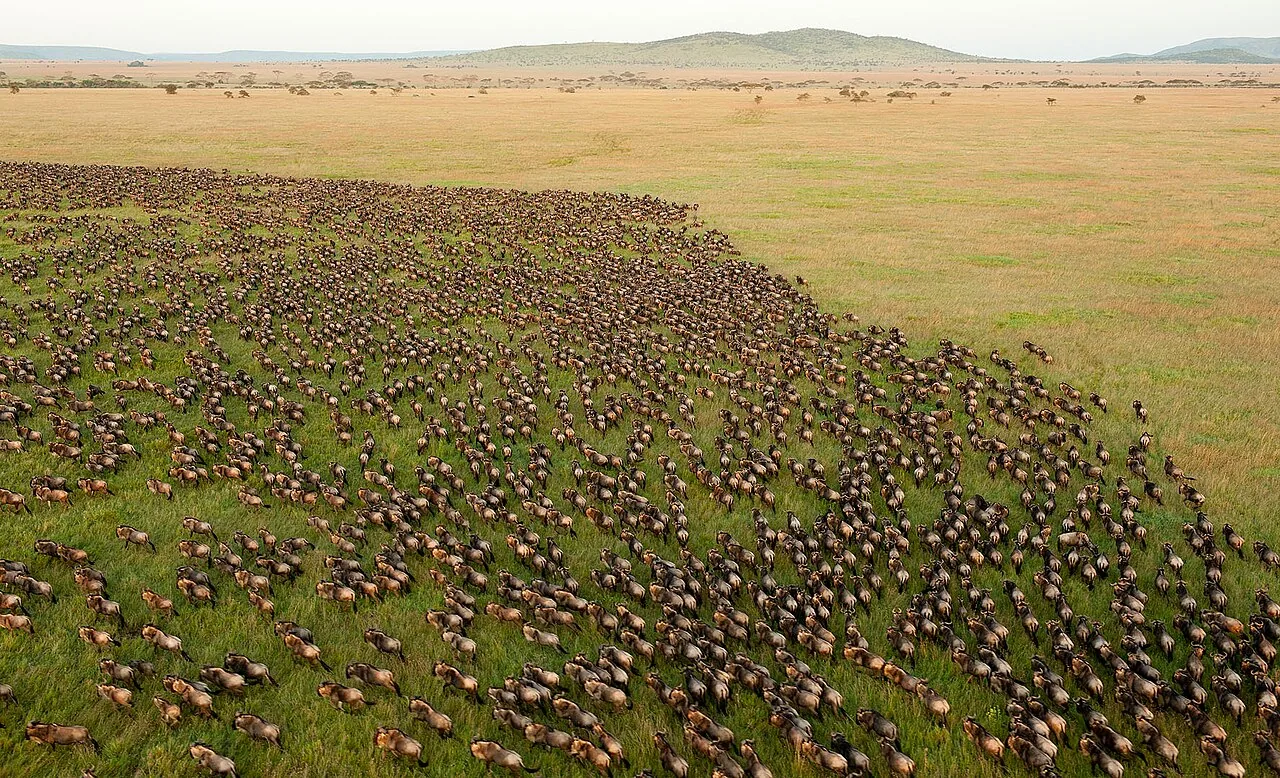 Tourisme en Tanzanie : du Serengeti à Zanzibar, une destination record