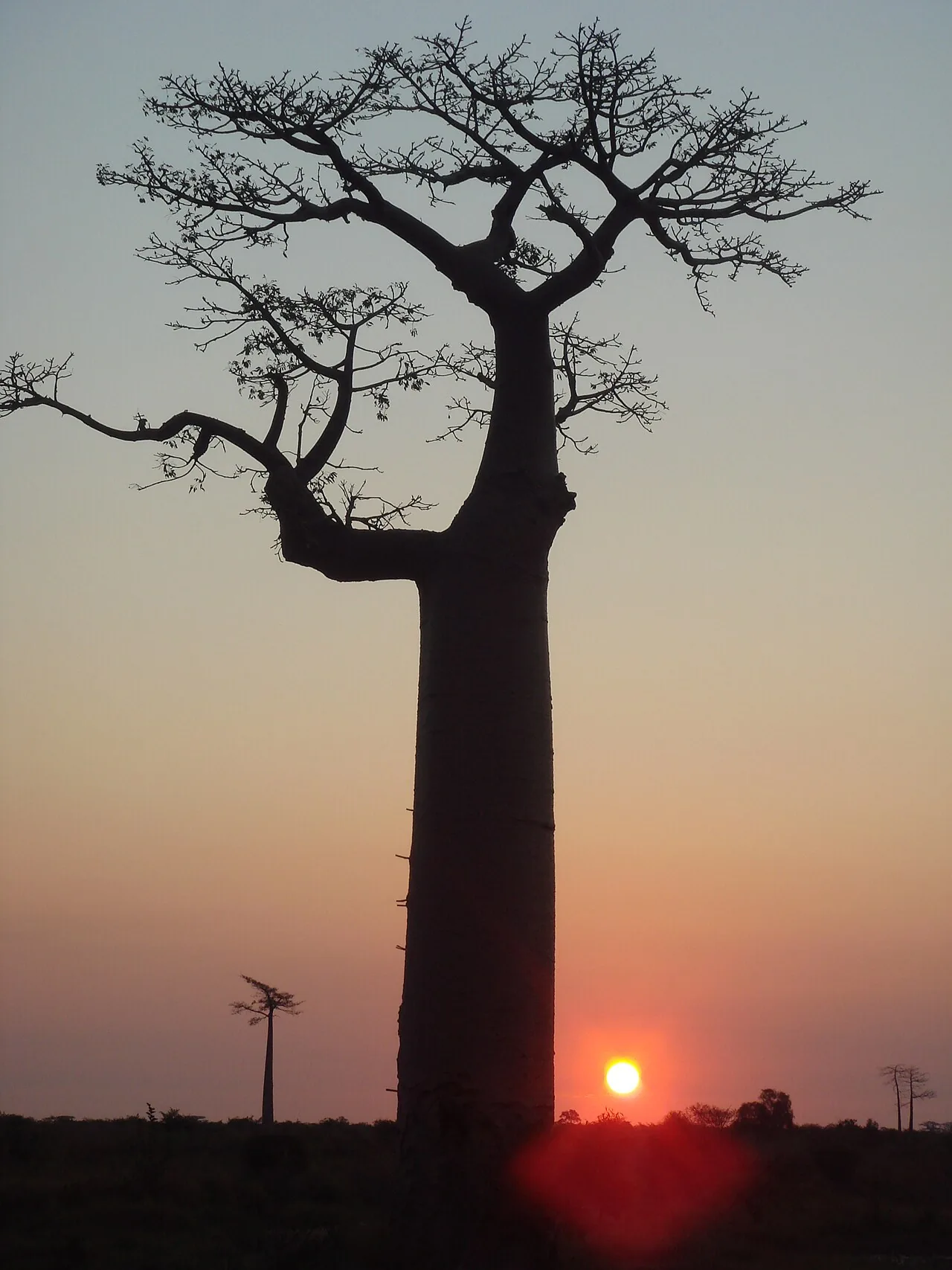 Tourisme à Madagascar : baobabs, lémuriens et nature unique au monde