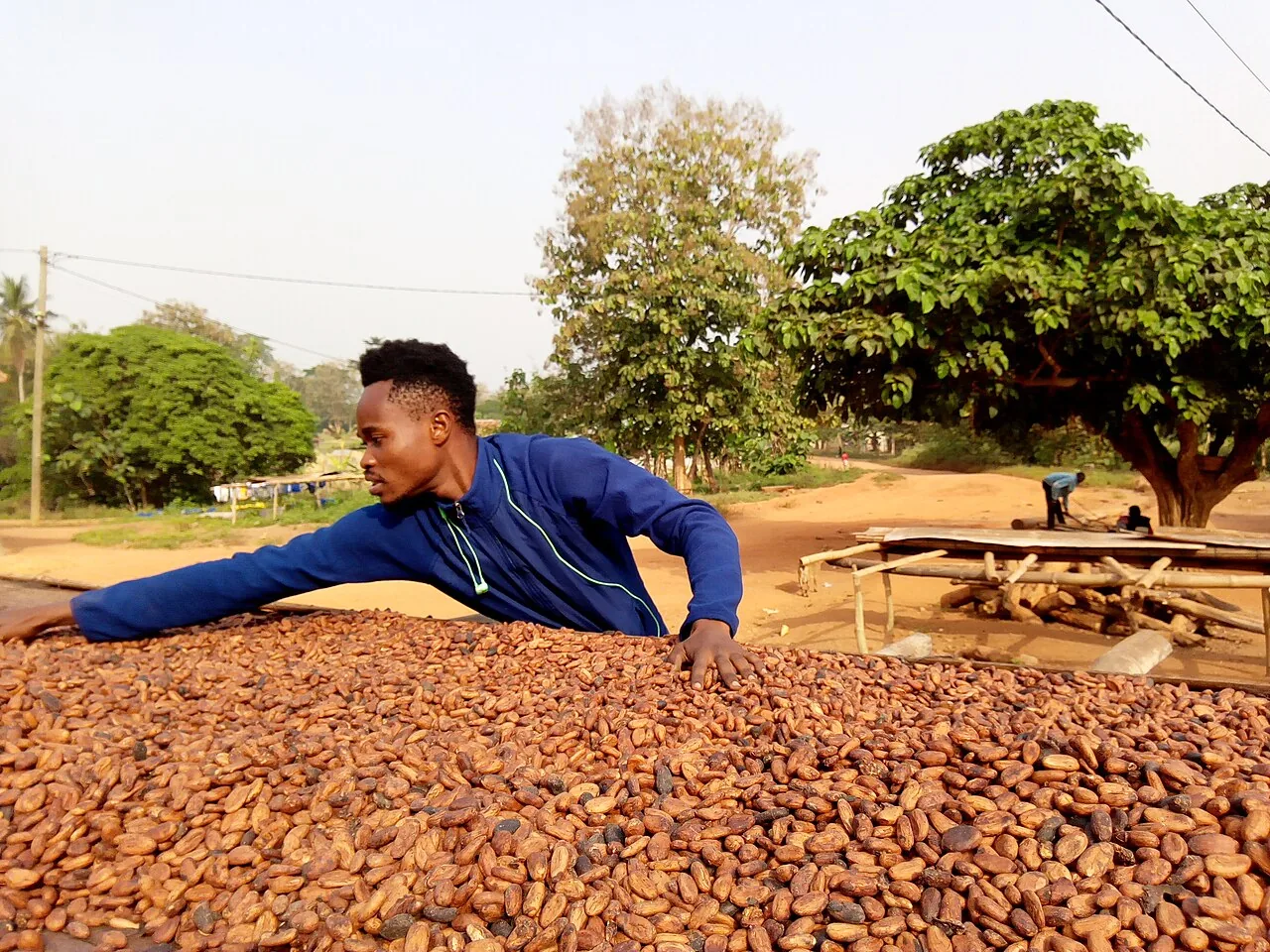 Cacao : du prix record à la crise des cours