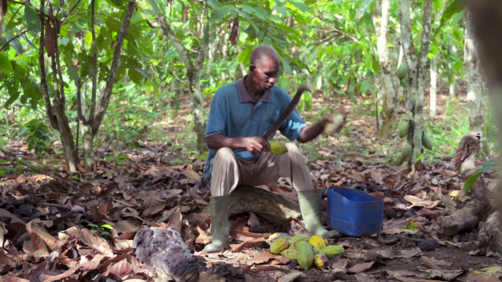 Cacao : après le record, l&rsquo;effondrement des cours en 2026