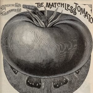 Le Dossier Maraîchage — Tomate & Oignon