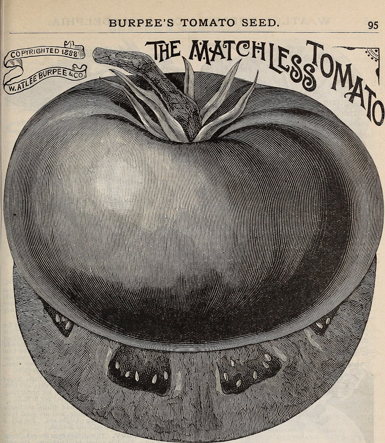 Le Dossier Maraîchage — Tomate & Oignon