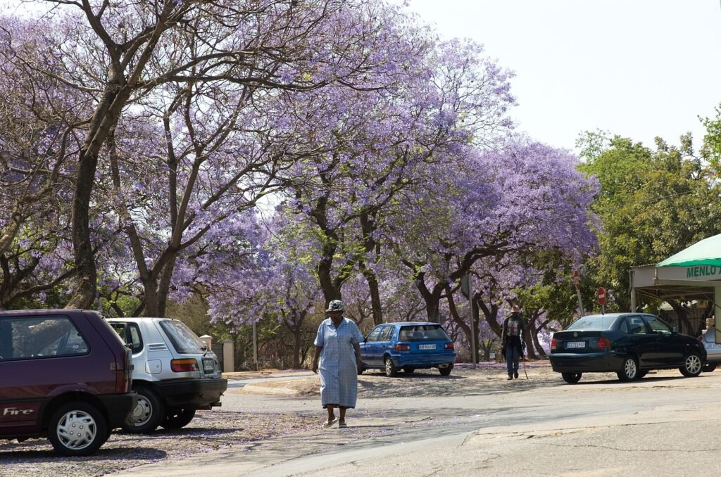 Jacarandas en fleurs à Pretoria