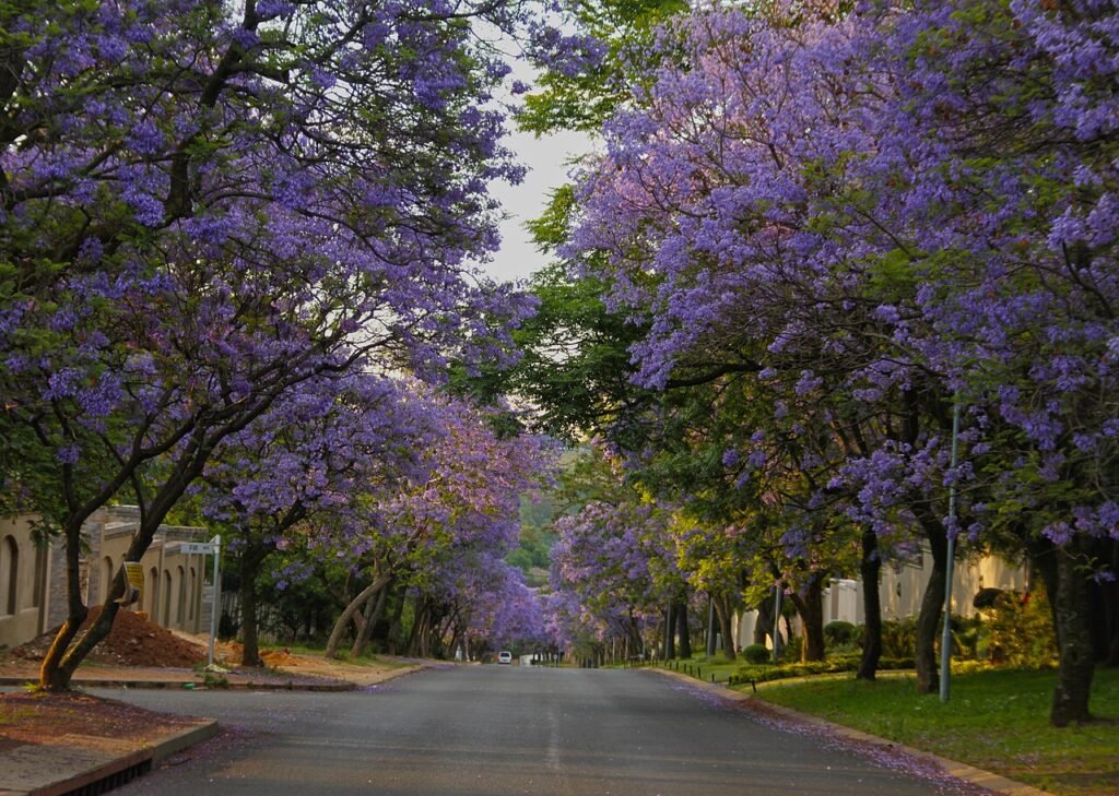 Waterkloof Pretoria : la « forteresse verte » qui incarne l&rsquo;art de vivre sud-africain