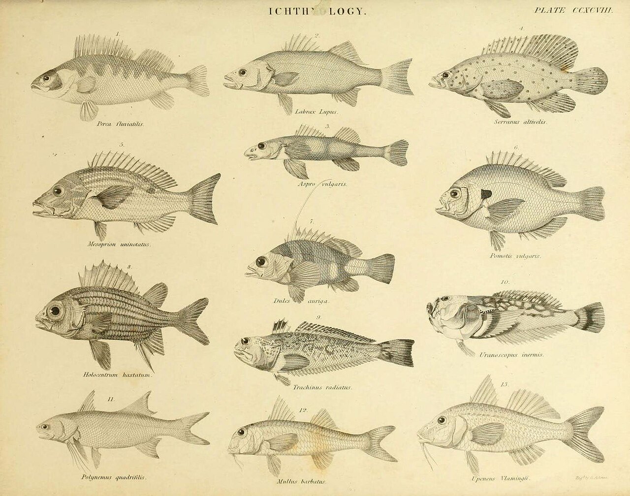 Requin longévité : ce que ce prédateur des mers froides révèle sur le vieillissement