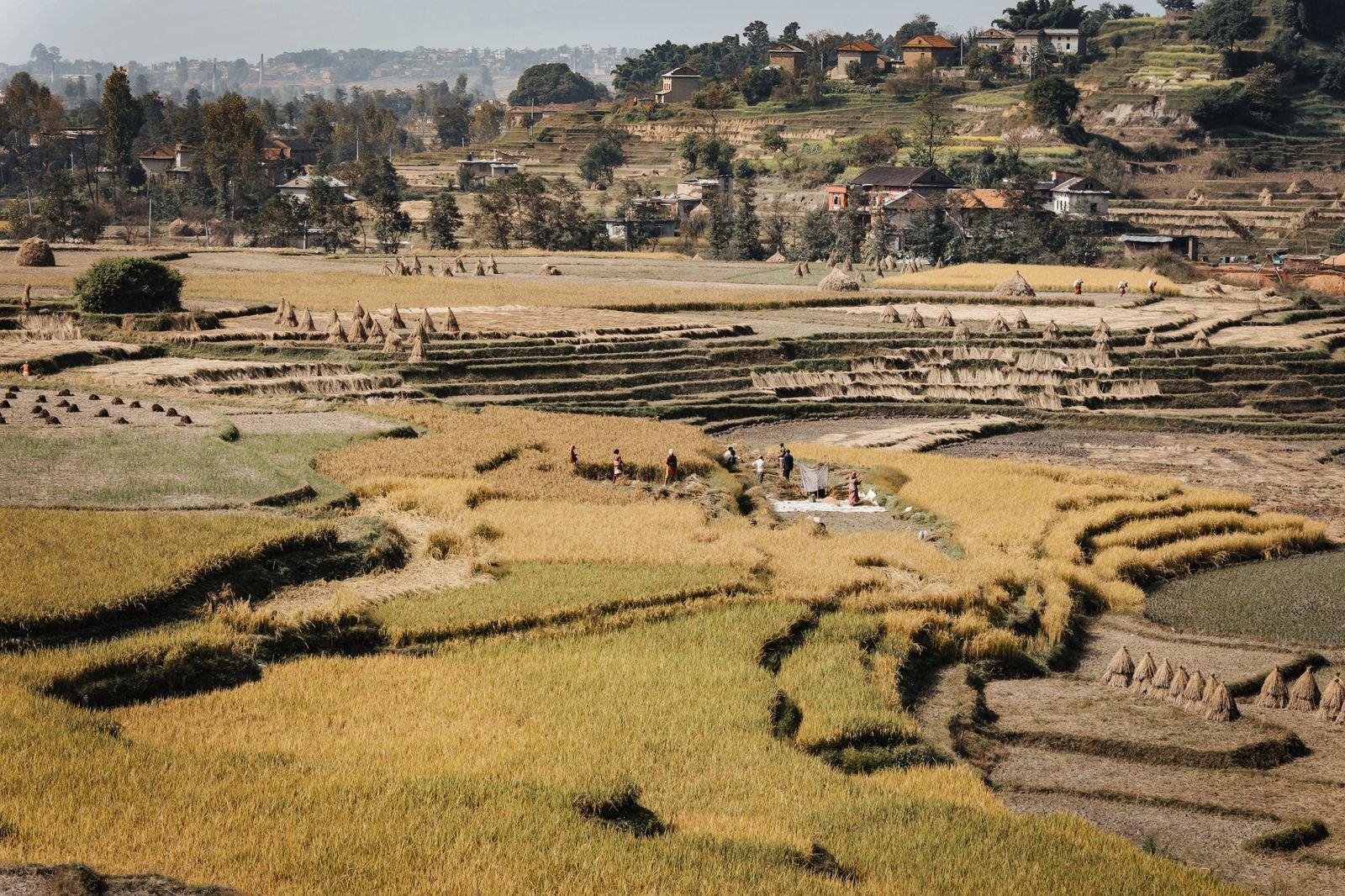 Agriculture Madagascar : comprendre les enjeux d&rsquo;une filière vitale pour la Grande Île