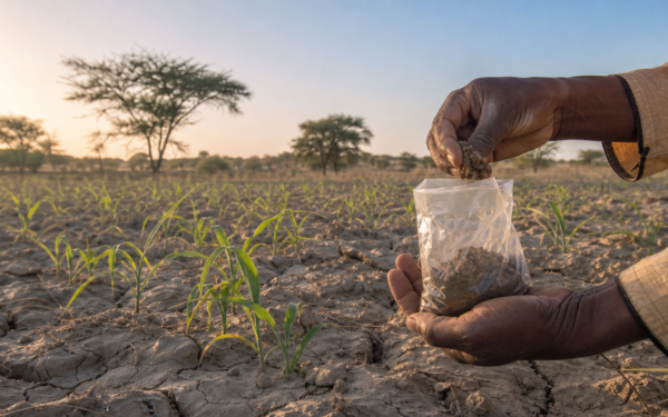 Sols du Tchad : la science mobilisée pour sauver l&rsquo;agriculture sahélienne
