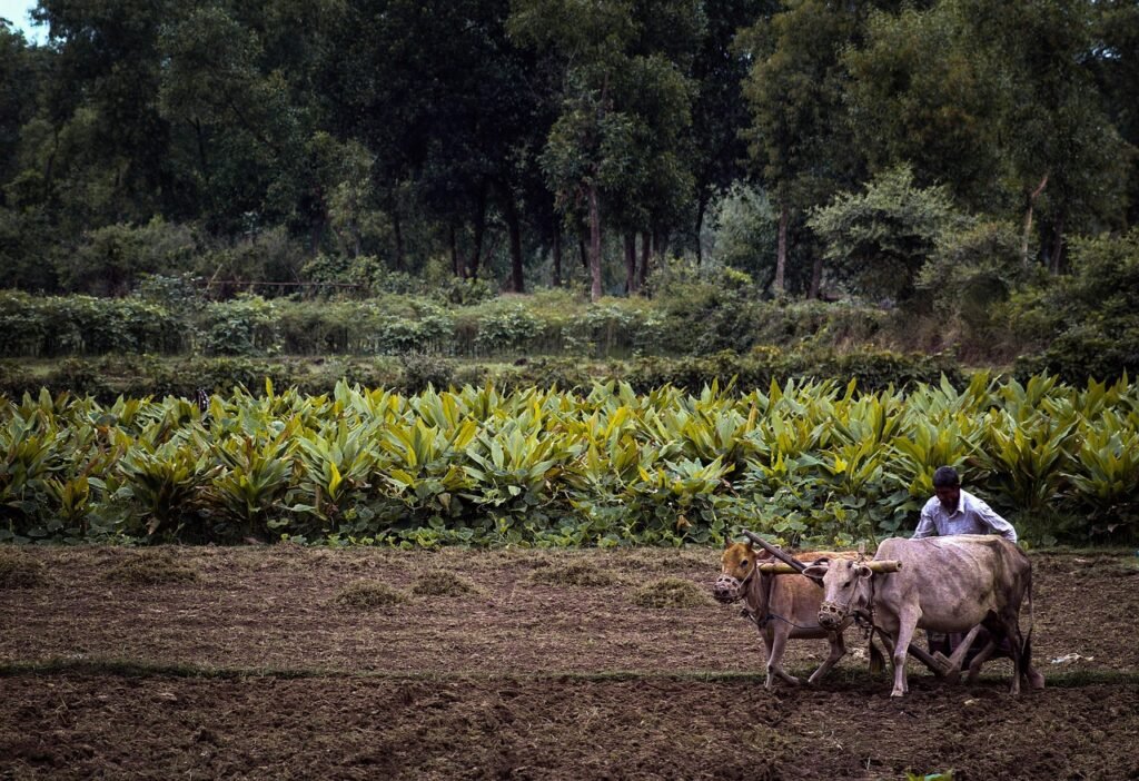 Angola : l'agriculture détrône le pétrole, un virage historique