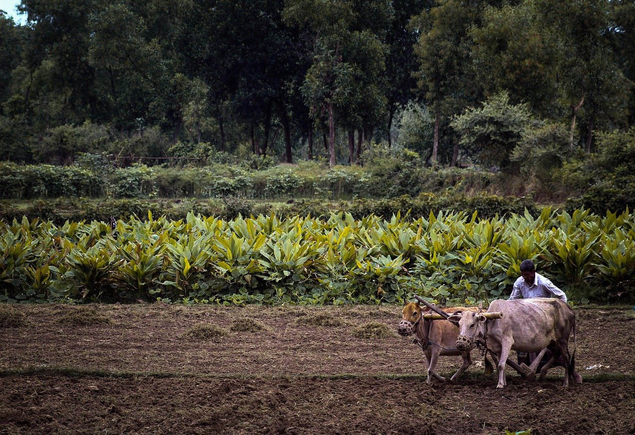 Angola : l&rsquo;agriculture détrône le pétrole, un virage historique