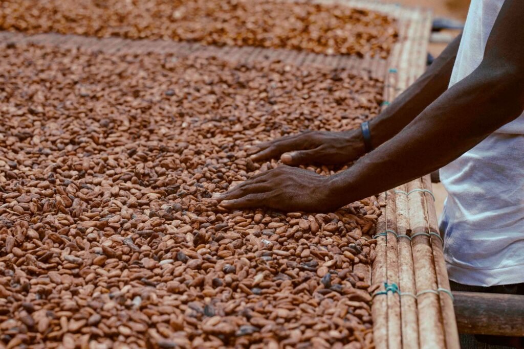 Cacao Côte d'Ivoire Ghana : pourquoi l'alliance historique entre Abidjan et Accra vacille