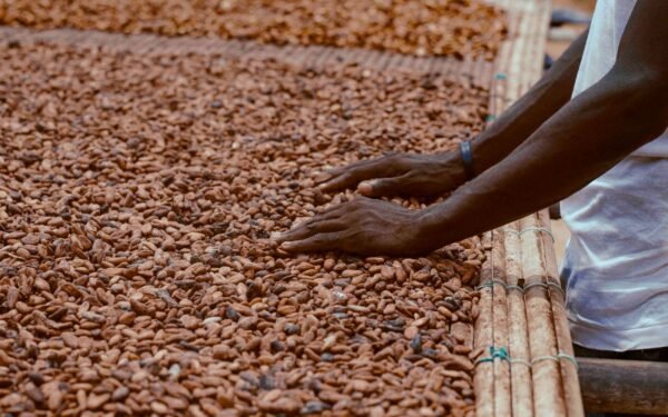 Cacao Côte d&rsquo;Ivoire Ghana : pourquoi l&rsquo;alliance historique entre Abidjan et Accra vacille