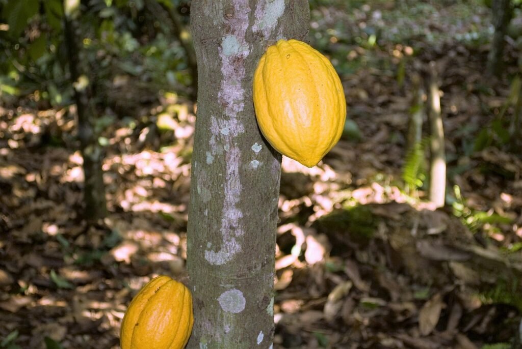 Cacao : du prix record à la crise des cours