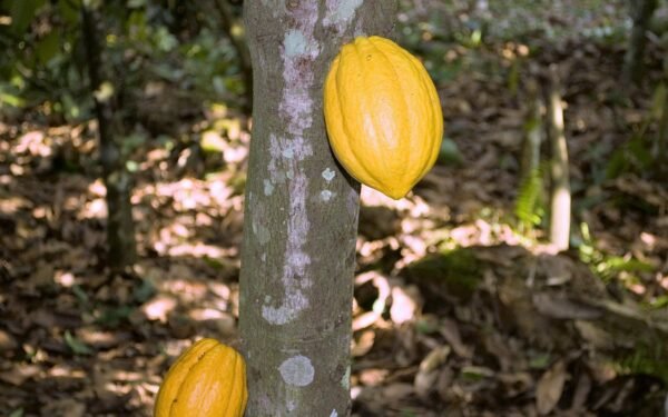 Cacao : du prix record à la crise des cours