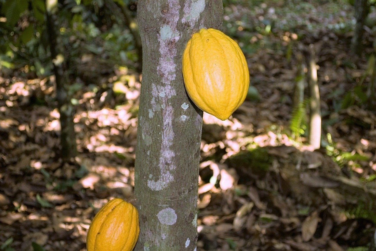 Cacao : du prix record à la crise des cours