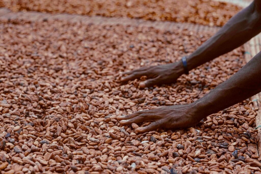 Cacao ivoirien : pourquoi la crise de 2026 relance le débat sur la transformation locale