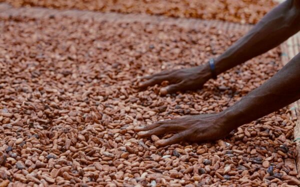 Cacao ivoirien : pourquoi la crise de 2026 relance le débat sur la transformation locale