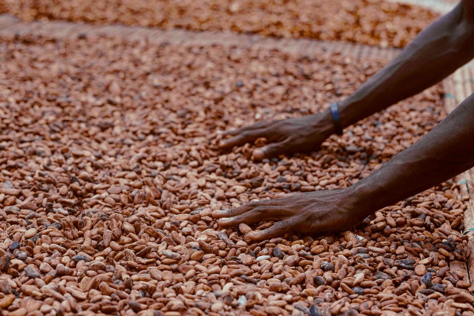 Cacao ivoirien : pourquoi la crise de 2026 relance le débat sur la transformation locale