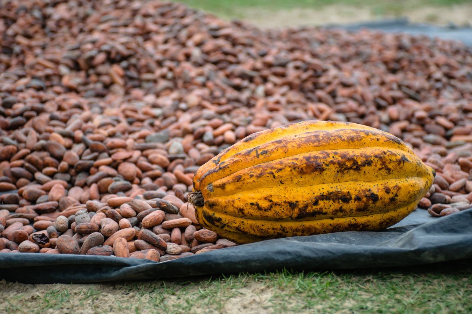 Filière cacao au Cameroun : l&rsquo;État au secours des planteurs