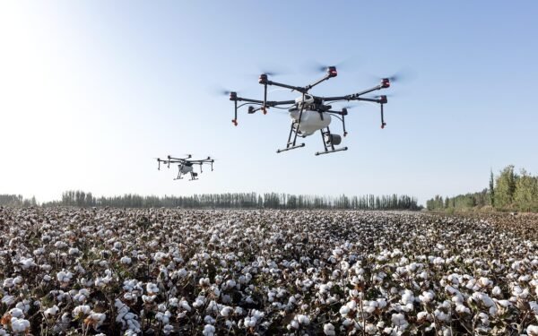 Filière coton au Bénin : premier producteur d&rsquo;Afrique, cap sur la transformation