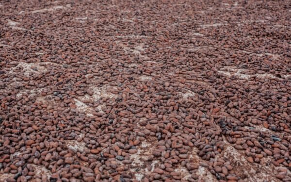 Lionel Soulard, le visage de Cargill qui veut changer la donne du cacao ivoirien