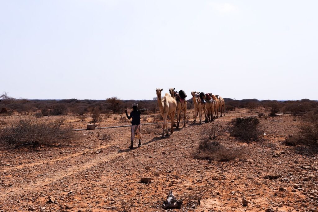 Migrants éthiopiens Djibouti : plus de 20 000 arrivées signalées par l'OIM depuis septembre
