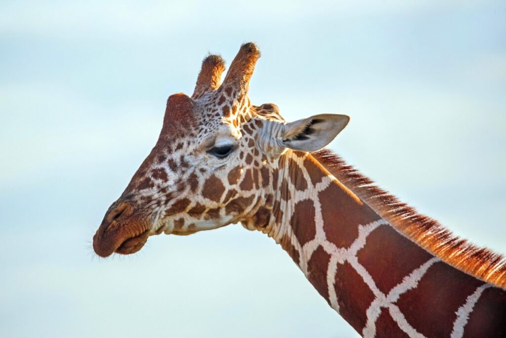 Safari au Kenya : le tourisme animalier au sommet en 2026
