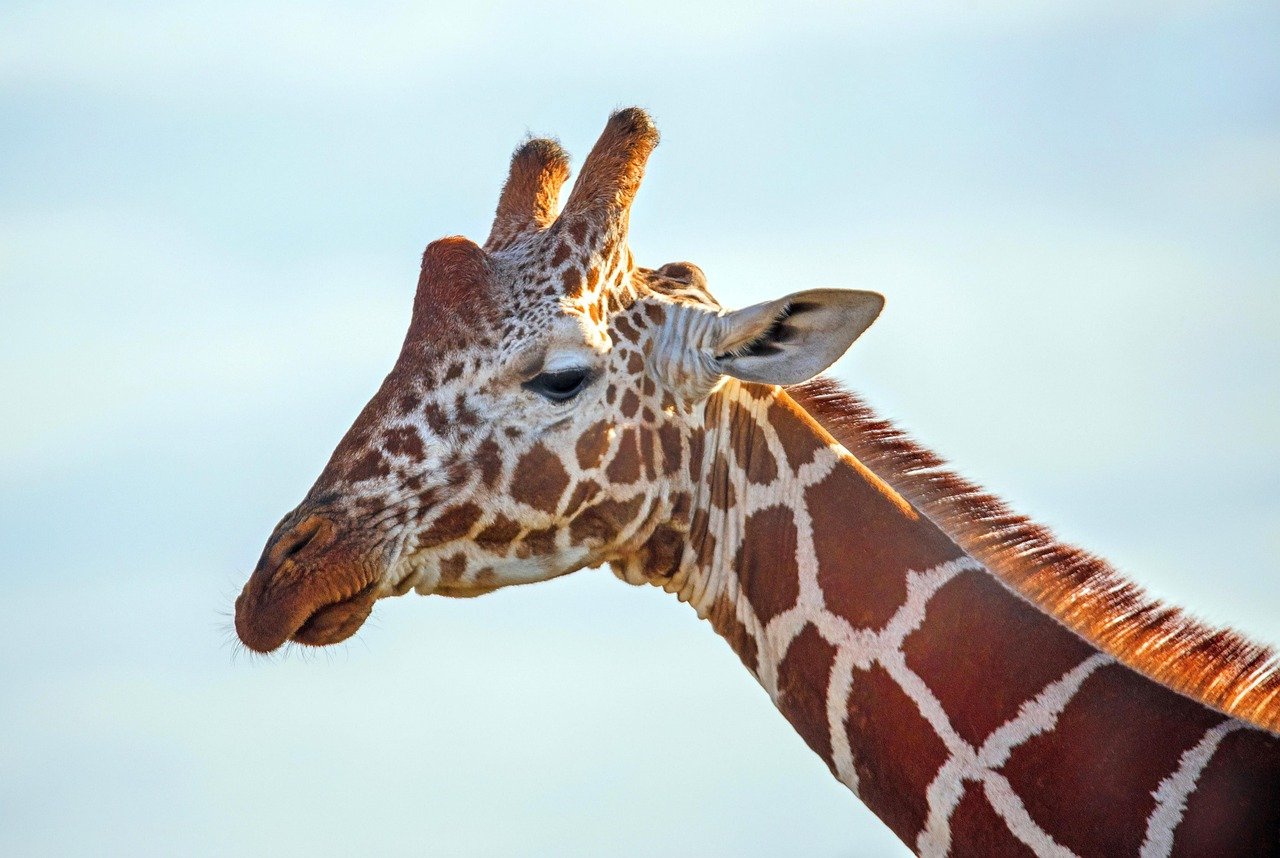 Safari au Kenya : le tourisme animalier au sommet en 2026