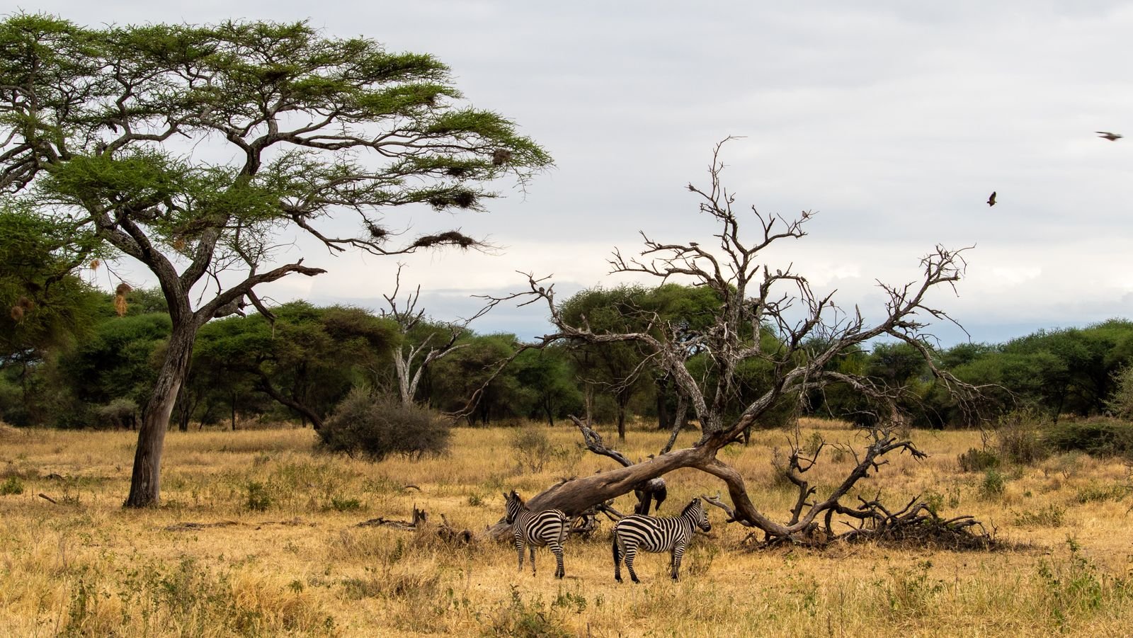Tourisme en Tanzanie : l&rsquo;envol spectaculaire d&rsquo;un géant